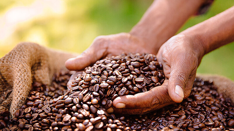 农民拿着公平贸易咖啡豆