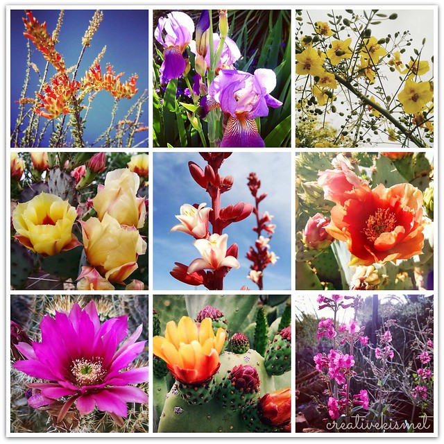 Spring Desert Blooms - Photos by Regina Lord