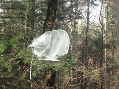 Weird Semi-Permeable Tree Bags 