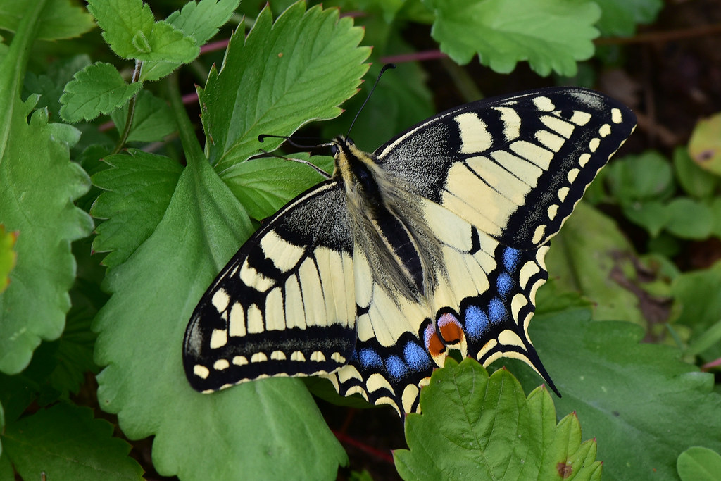 Махаон (Papilio machaon) Автор фото - Вячеслав Степанов