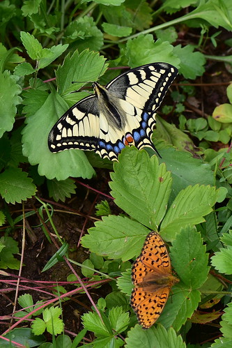 Махаон (Papilio machaon) Автор: Вячеслав Степанов