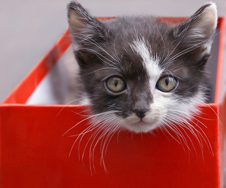 Kitten in a Red Box by Dragan Todorovic