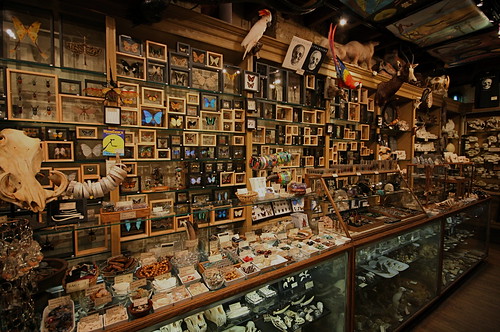 Wide Angle Wunderkammer | by caruba