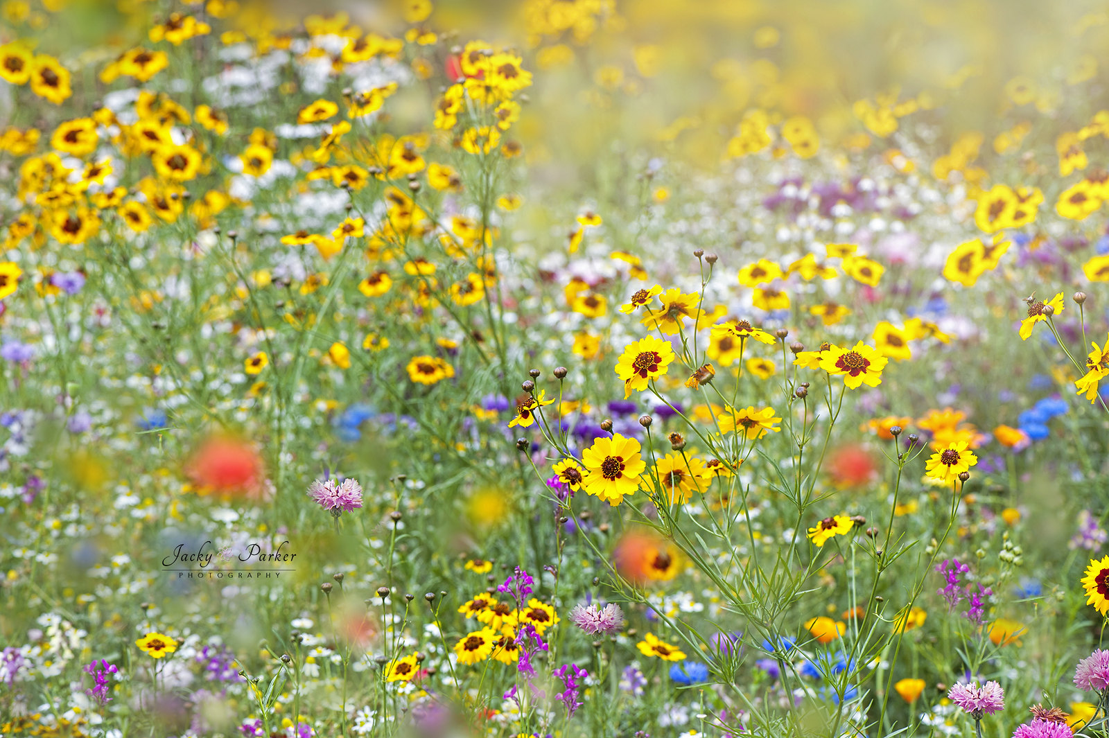 Wildflowers at Wisley by Jacky Parker
