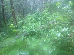 Overgrown Heddy Creek Trail 