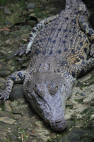 Asian Crocodile 74