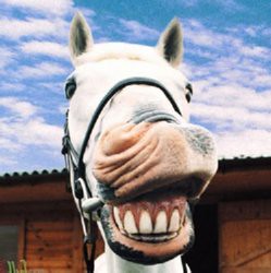 Horse with cheesy grin