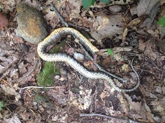 Dead Snake 