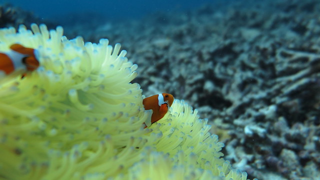 Yellow Anemone & Nemo