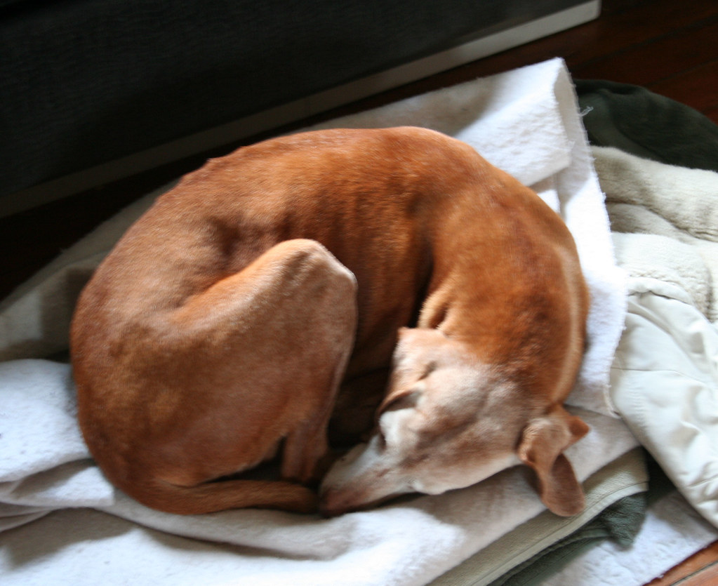 Doggie Donut - December 2006
