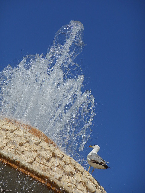 Bathing seagull
