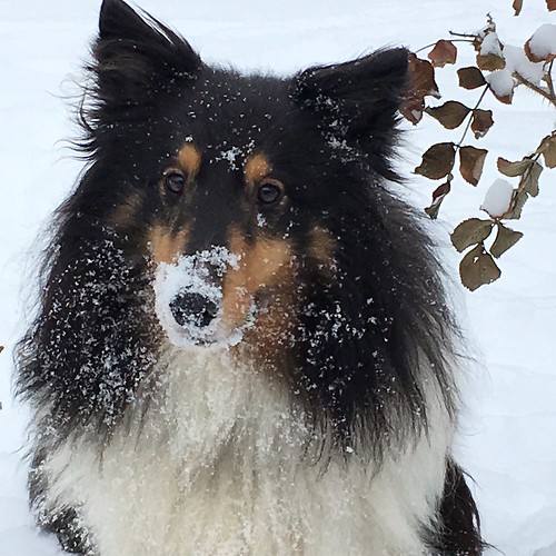Snow on his nose (Jasper)
