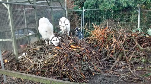 goats and firewood Dec 16 1