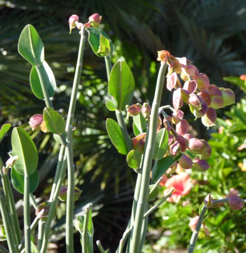 Euphorbia bracteata 31262354913_a959ba67b8_o