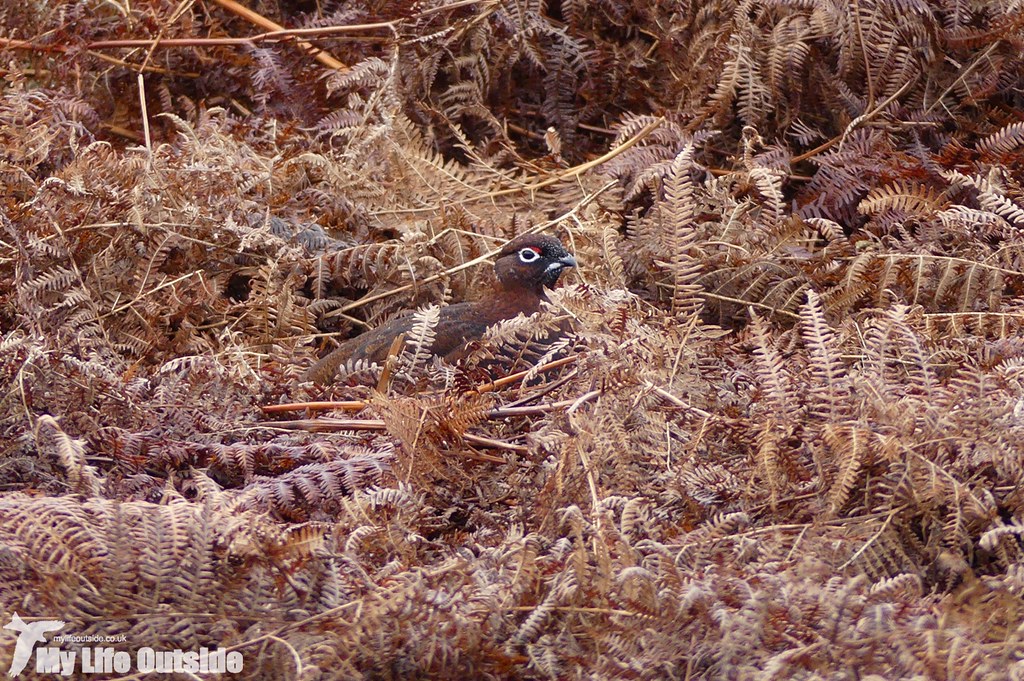 P1060276 - Red Grouse, Ilkley Moor