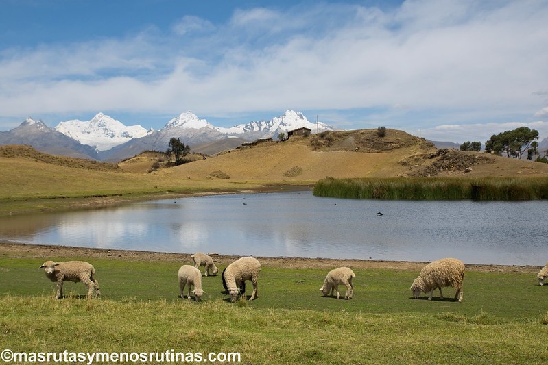 Huaraz. Laguna Wilcacocha. La vida andina en las montañas - Por el norte de PERÚ. De los glaciares a la selva (18)
