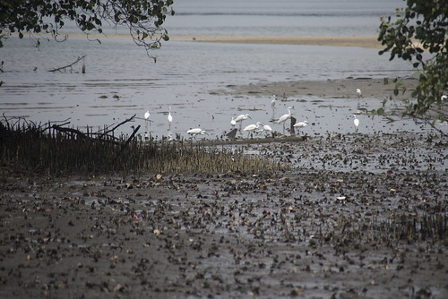 Little Egret (Egretta garzetta) at Seletar mudflats