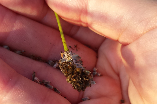 purple prairie clover seedhead with seeds falling into a hand