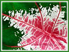 Caladium Rosebud (Rose Bud Caladium, Fancy Leaf Caladium, Angel Wings, Elephant Ears)