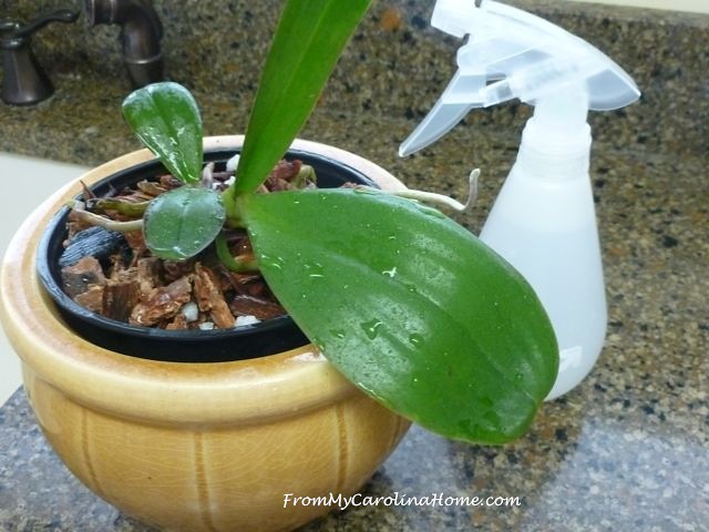 Orchid repotting 10