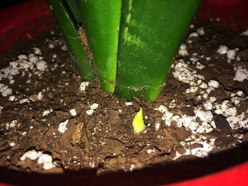 Snake Plant Baby Sprout (Jan 10 2016)