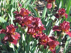 Red iris
