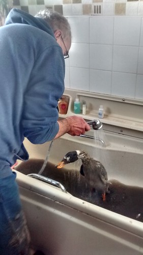 duck in bath Dec 16 (2)