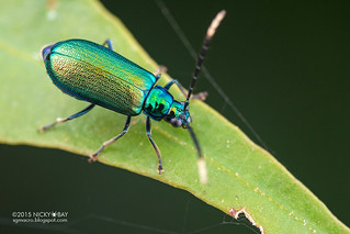 Leaf beetle (cf. Theopea sp.) - DSC_4966