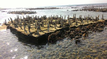 konservasi terumbu karang