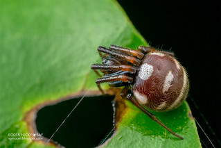 Orb weaver spider (Singa perpolita) - DSC_9402
