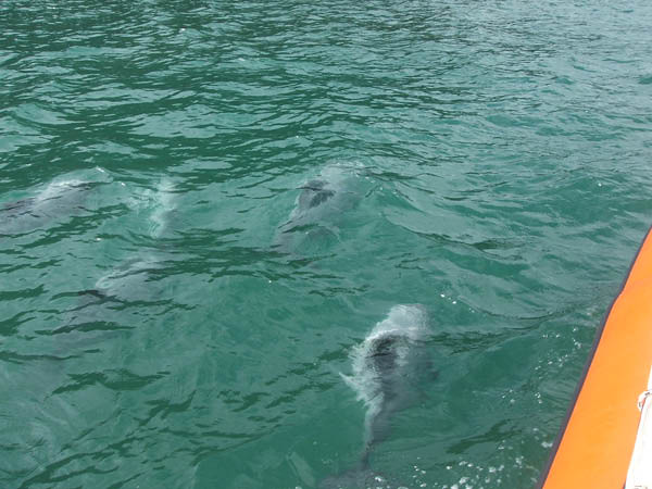Akaroa and Swimming with the Dolphins