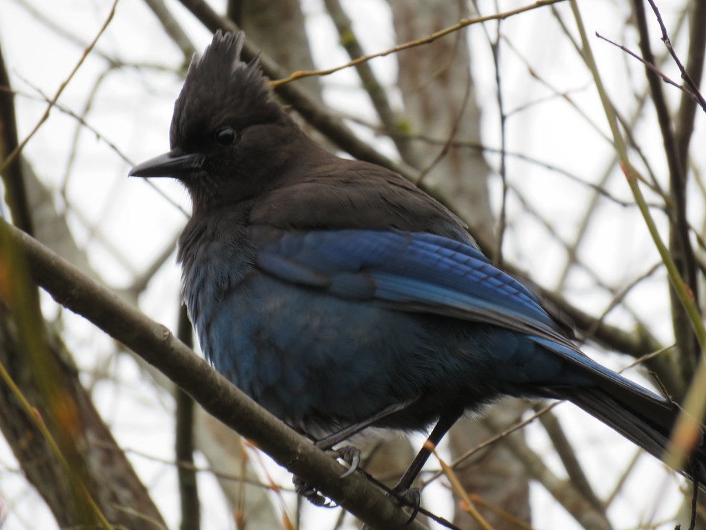 STELLAR JAY   TWO OF TWO