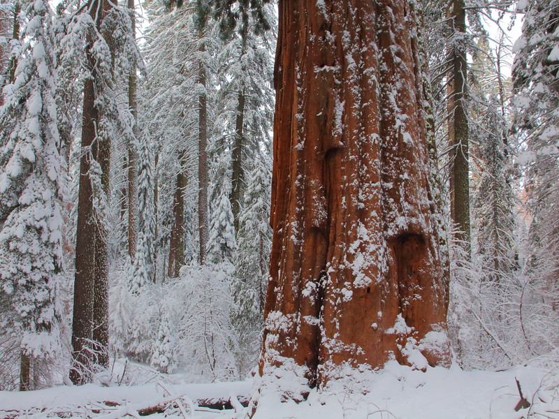 IMG_6894 Tuolumne Grove of Giant Sequoias,