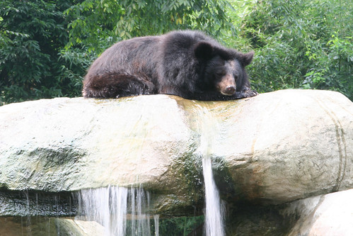 A bear take a nap on the tiny fall