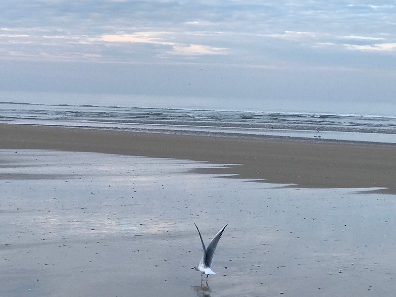 City Moment - Seeing Proust's Soul in a Solitary Seagull, Cabour, France