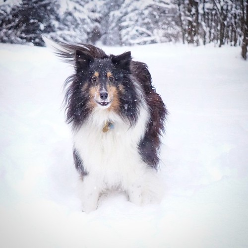Jasper loves snow
