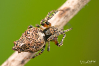 Orb weaver spider (Wagneriana sp.) - ESC_0231