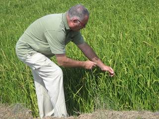 El propietario del arrocero Molí de Pals examina uno de sus campos, casi a punto de ser cosechado.