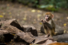 Little monkey