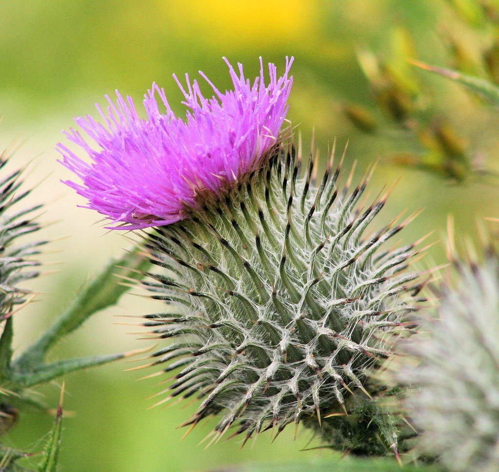 Flower of Scotland | Considered the world over as a weed, th… | Flickr