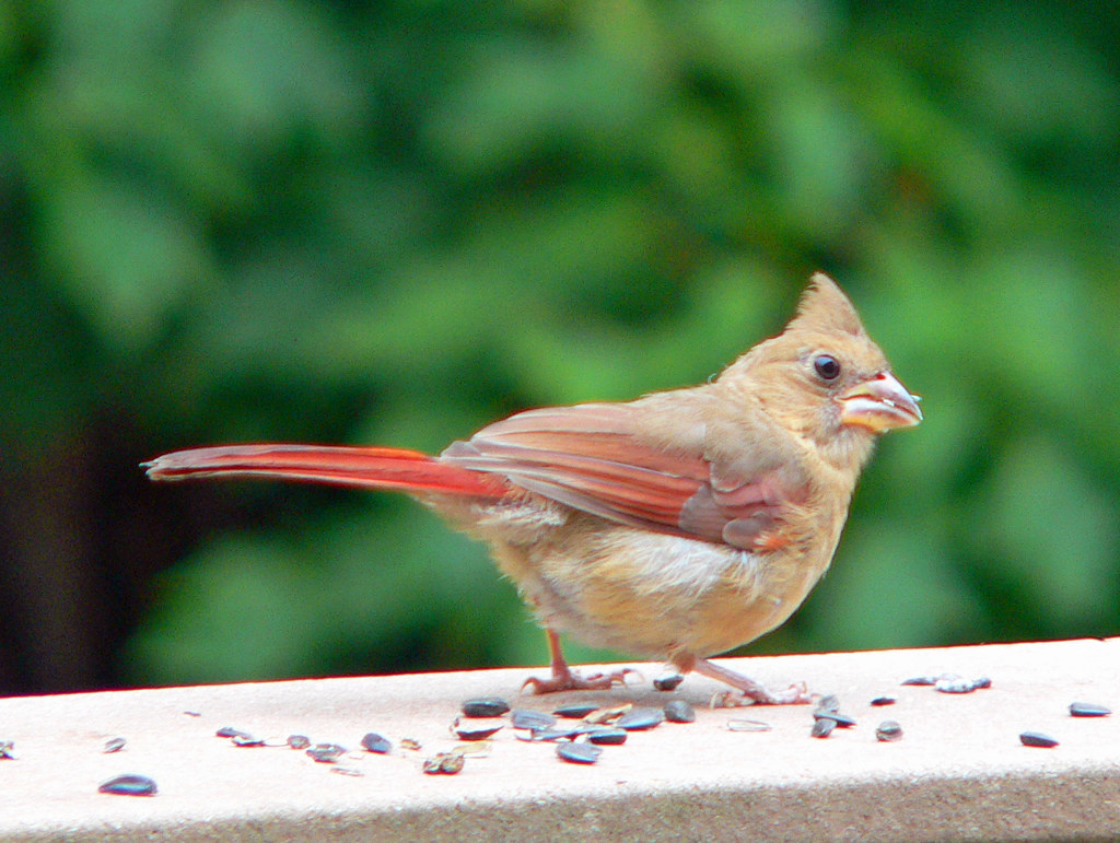Juvenile Cardinal female © All Rights Reserved. No