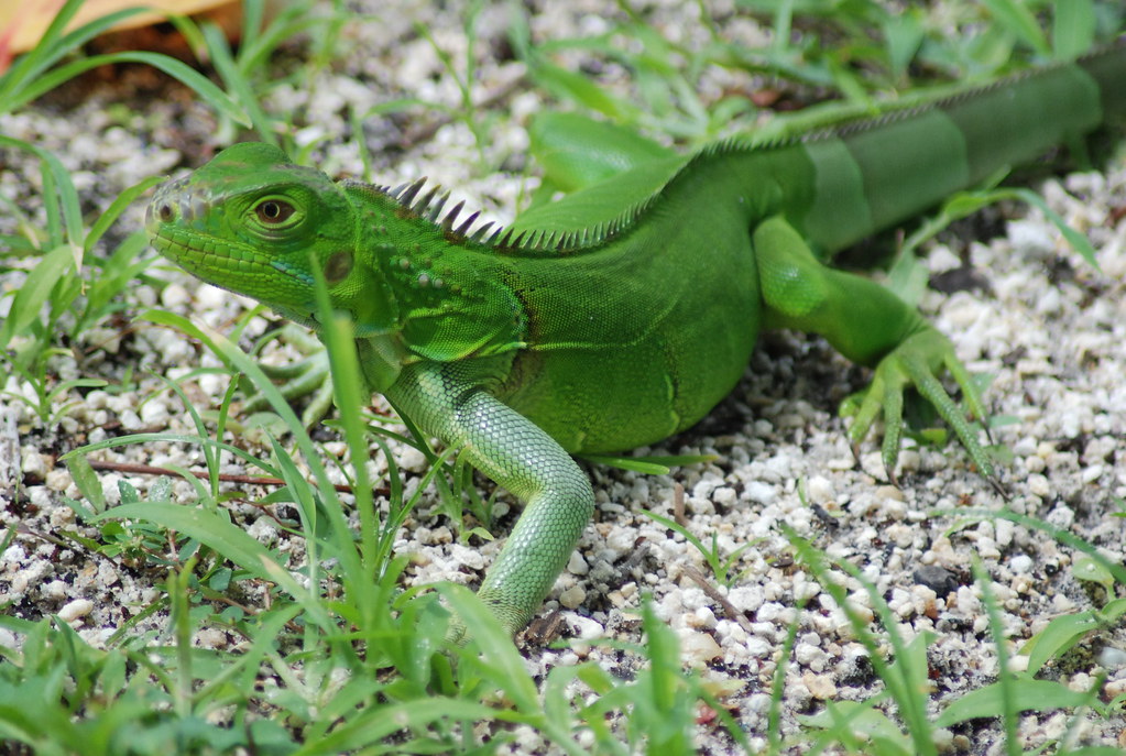 Green Lizard Hawk's Cay Resort Florida Keys Josh Hallett Flickr