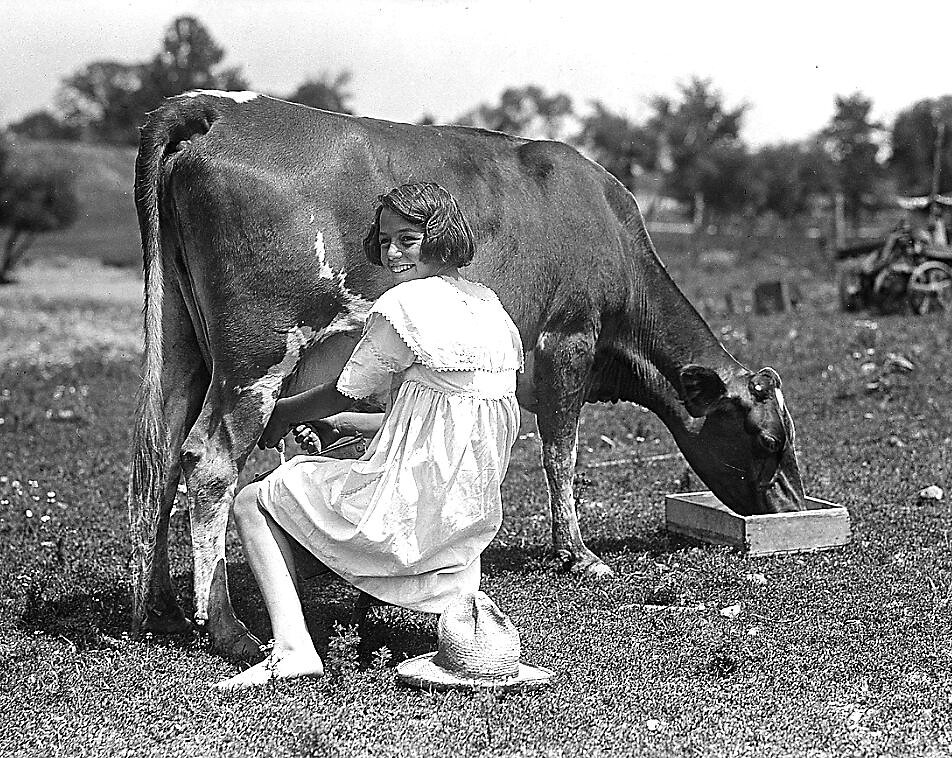 Girl Milking Guernsey Cow In Field Plainfield Indiana Flickr
