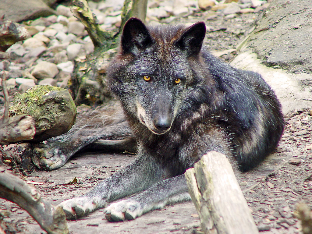 Black wolf 2 | One of the black wolves of the zoo of ...
 New World Black Wolves