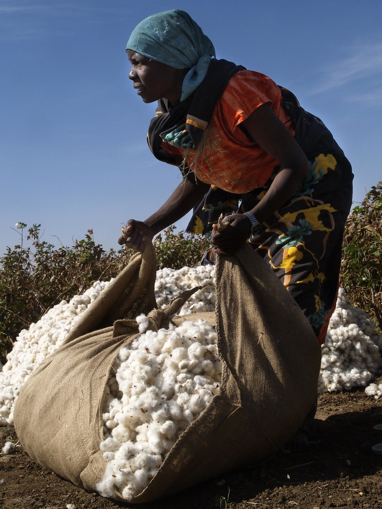 Picking Cotton in Modern Day Africa | Chic African Culture