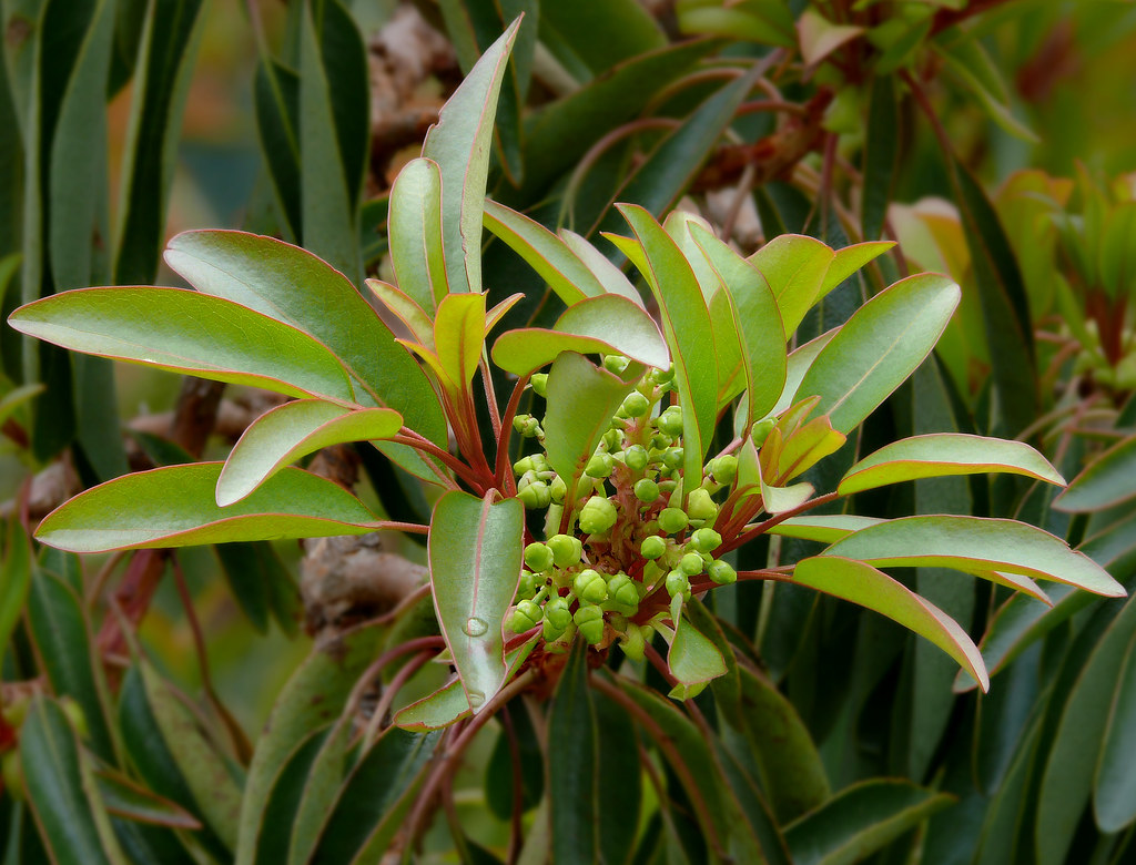 Arbutus Arizonica #2 | Best Viewed @ Large Size Ericaceae - … | Flickr