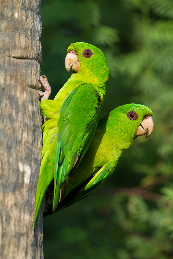 Pair of Parakeets A pair of Green Parakeets pose near