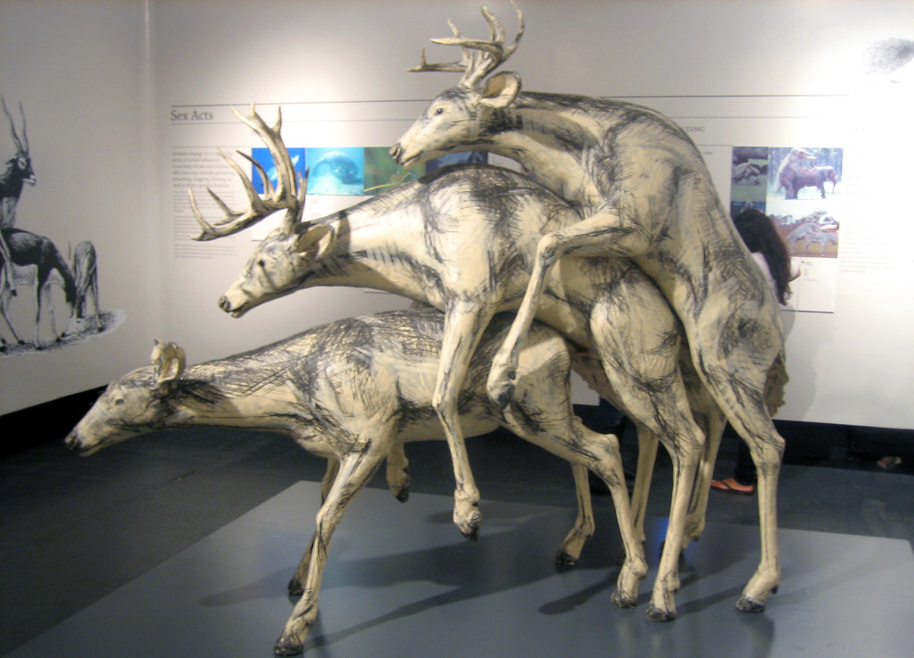 20101009 1716 - Museum Of Sex - Deer Threesome - Prairie -9542