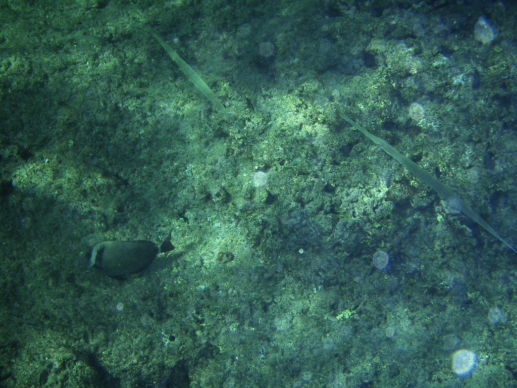 Cornetfish (nunu peke) and Whitebar Surgeonfish (maikoiko)… | Flickr