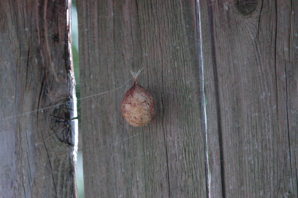 Baby Banana Spiders This is the sac of eggs from the banan… Flickr